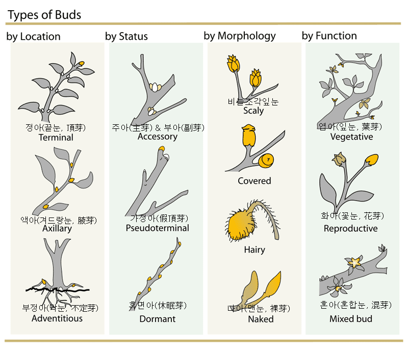 [0]800px-Plant_Buds_clasification_svg.gif