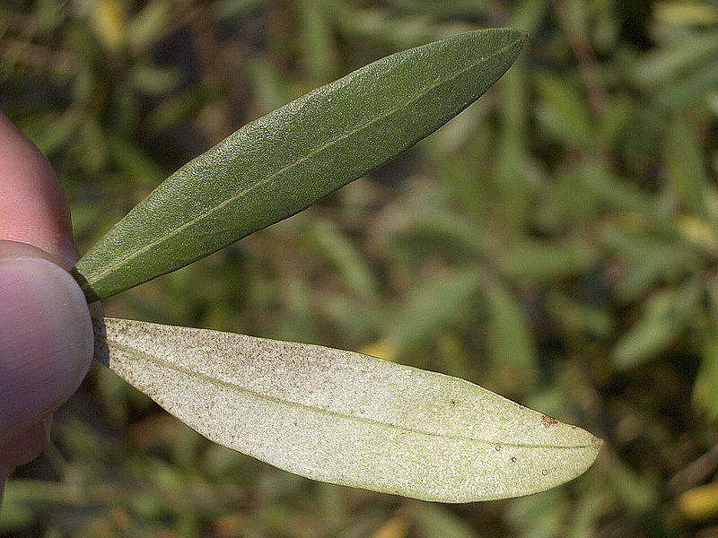 http://www.mytreelove.com/board/data/geditor/1001/800px-Olive-tree-leaf-0.jpg