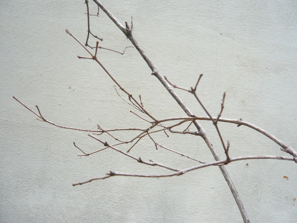 P1040831.JPG
