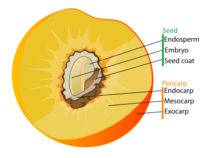 [0]Drupe_fruit_diagram-en_svg.png