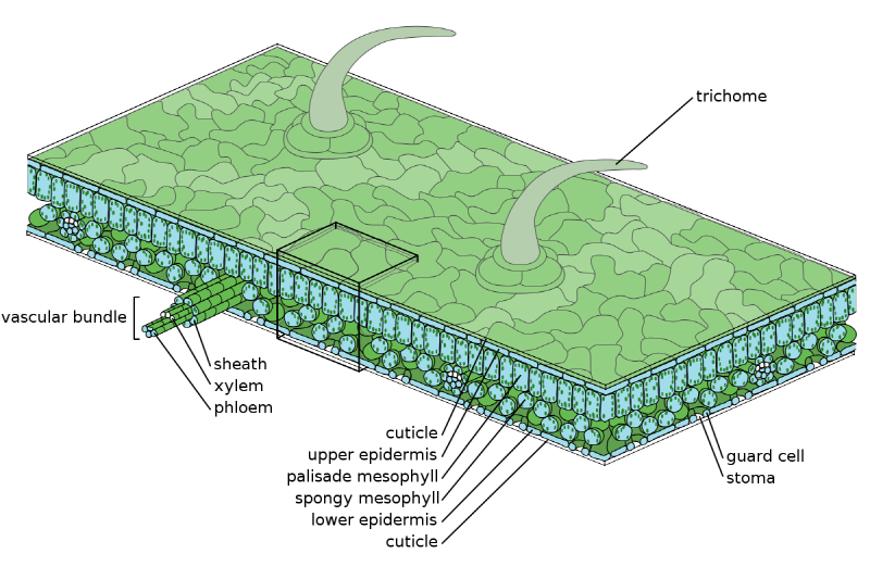 http://www.mytreelove.com/board/data/geditor/1411/Leaf_Structure_svg.png