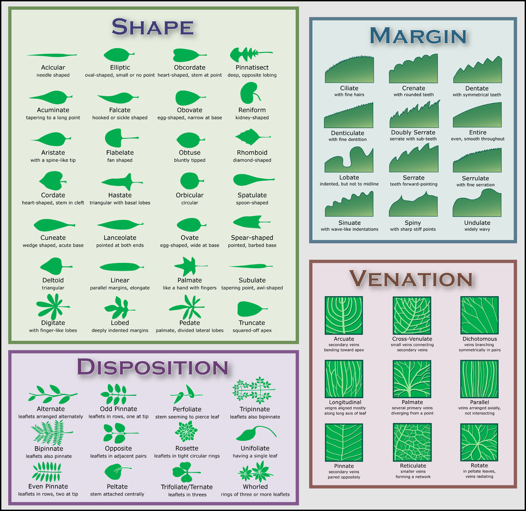 Leaf_morphology_disposition.png