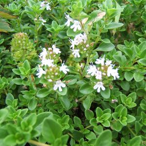 백리향에 대한 이미지 검색결과